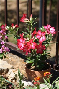 5e51d67a-IMG_5885 adenium.jpg